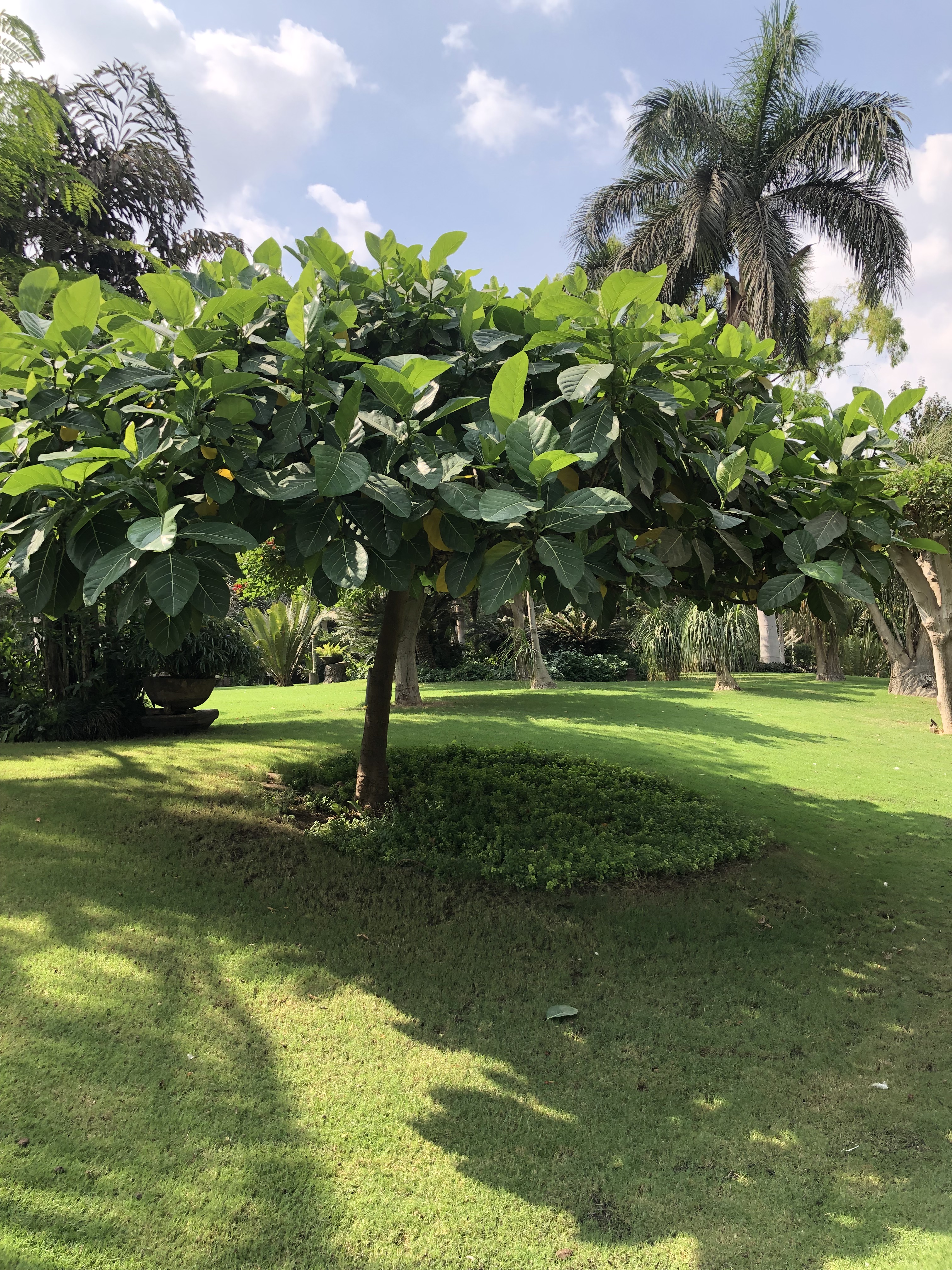 Ficus septica